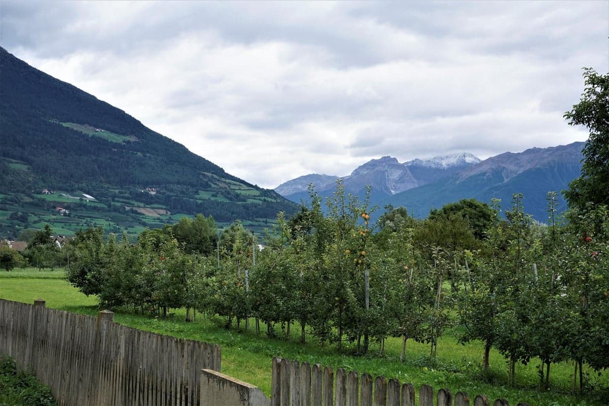 Obstgarten bei Sautens im Ötztal mit Blick auf die umliegenden Berge